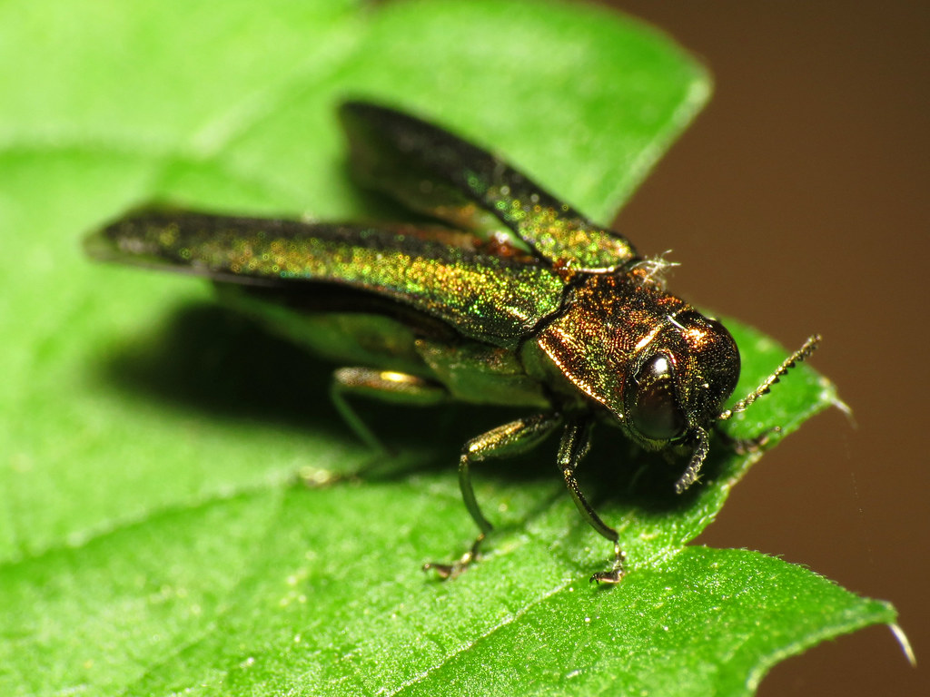 Emerald Ash Borer