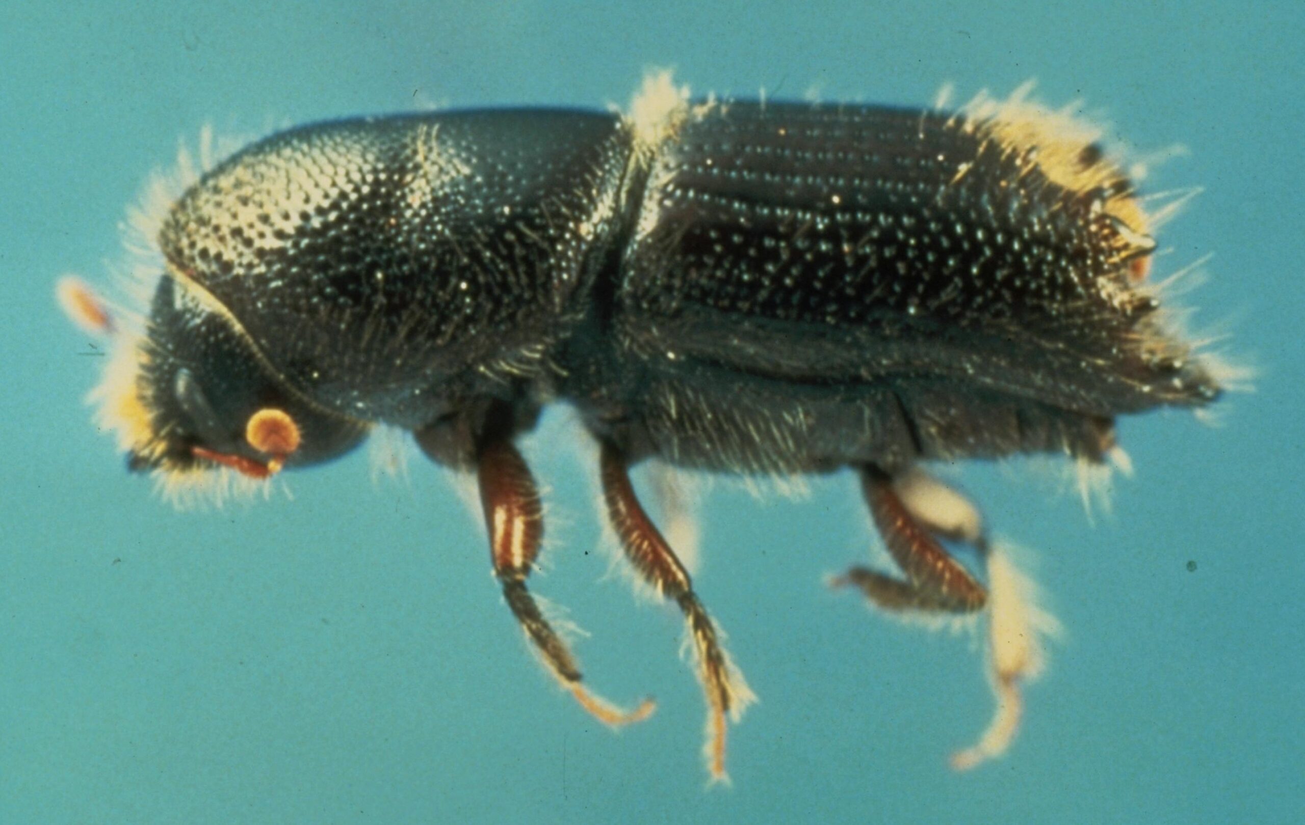 Ips Bark Beetle