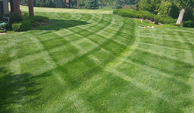 caringfortrees_plantmanagement Seven-Step-Turf-Wellness