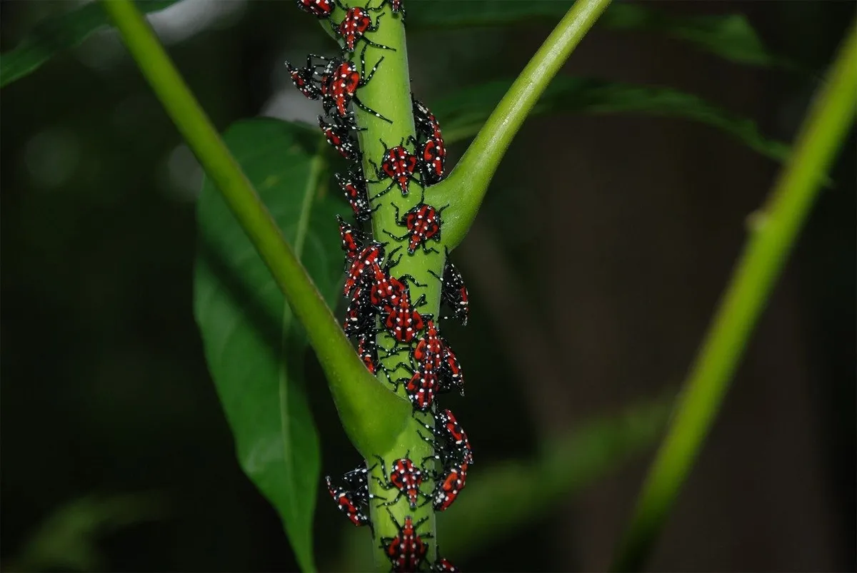 pest_management